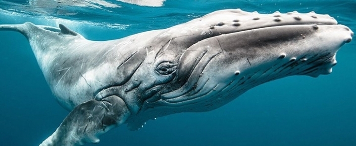 national-geographic-2015-in-en-begenilen...05x290.jpg