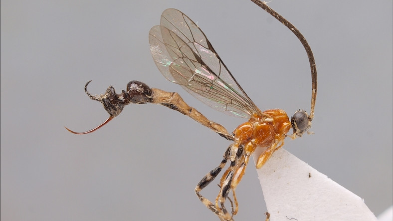 Poposunda 'Karınca Kafası' Bulunan Bir Eşek Arısı Türü Keşfedildi