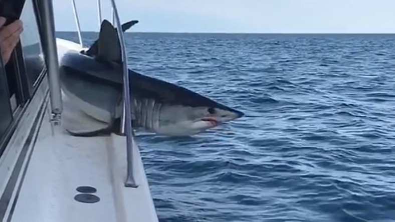 Bir Köpek Balığı Balıkçı Teknesine Sıkıştı