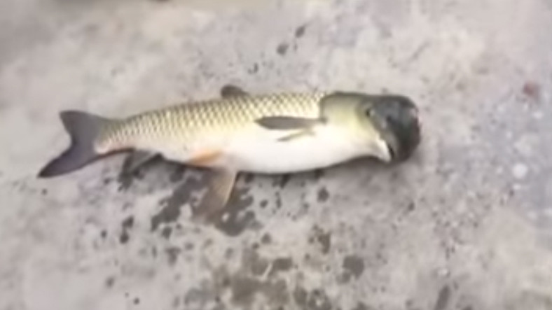 Çin de Çekilen Güvercin Kafalı Balık Videosu İnterneti Birbirine Kattı