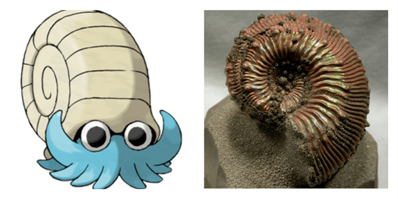 Omanyte - Ammonit Fosili