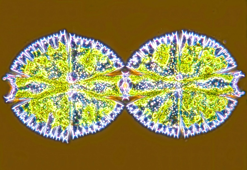 Tek hücreli tatlısu alginin muhteşem bir simetri ile ikiye bölünmesi