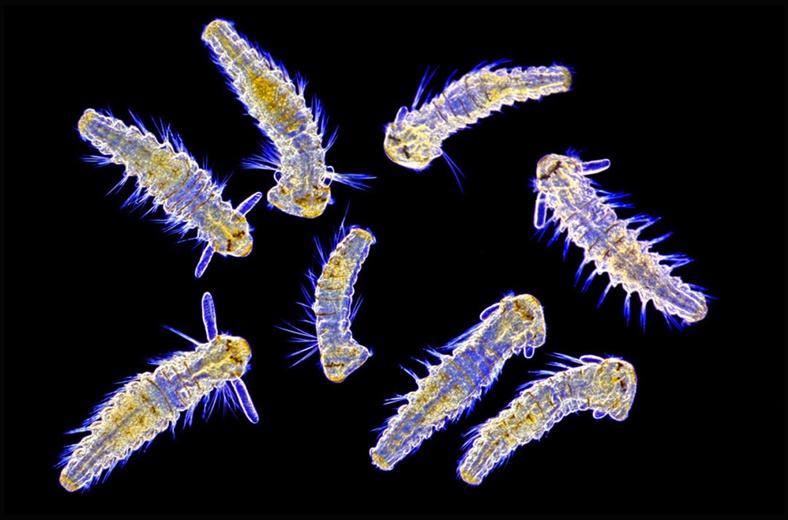 Minik plankton larvaları