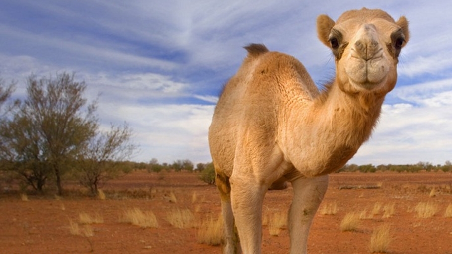 Suudi Arabistan, Avustralya'dan deve ihtal etmektedir