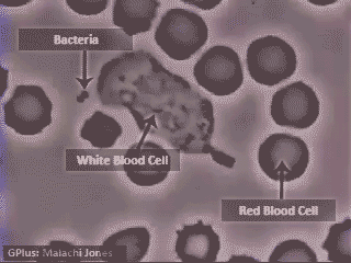 Bakteriyi takip eden beyaz kan hücresi