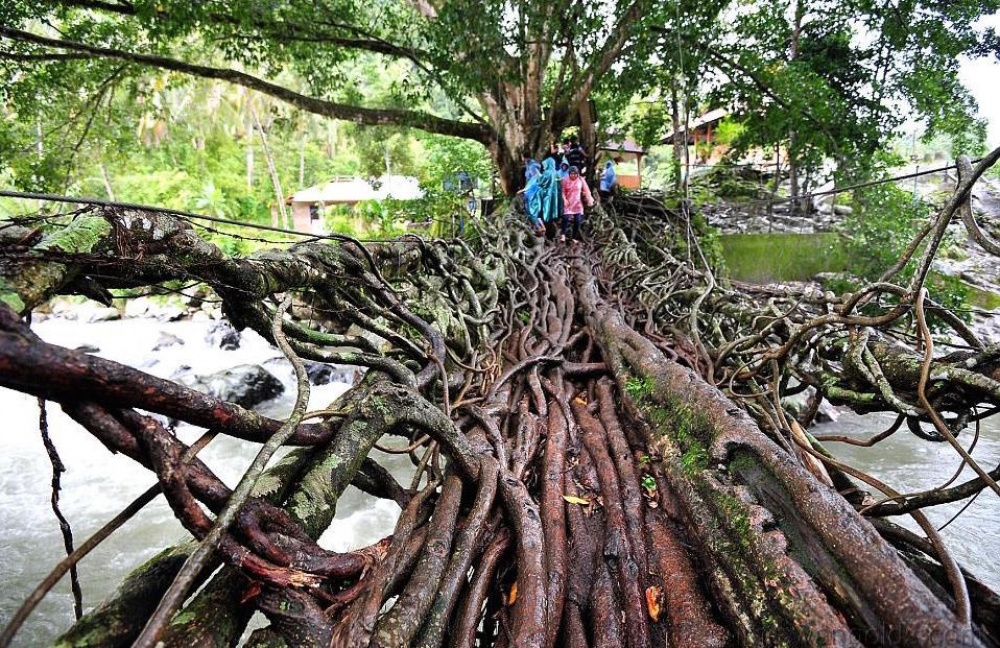 Ağaç dallarından oluşmuş doğal köprü, Endonezya