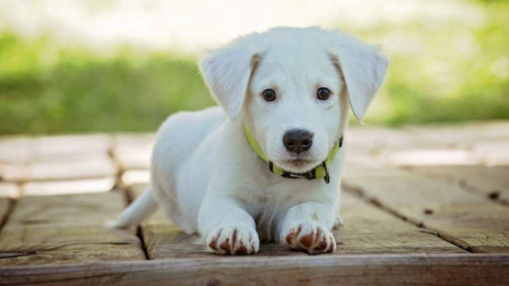 Bir Köpek Yılının Yedi İnsan Yılına Eşit Olduğu İnanışı Bir Kez Daha Çürütüldü