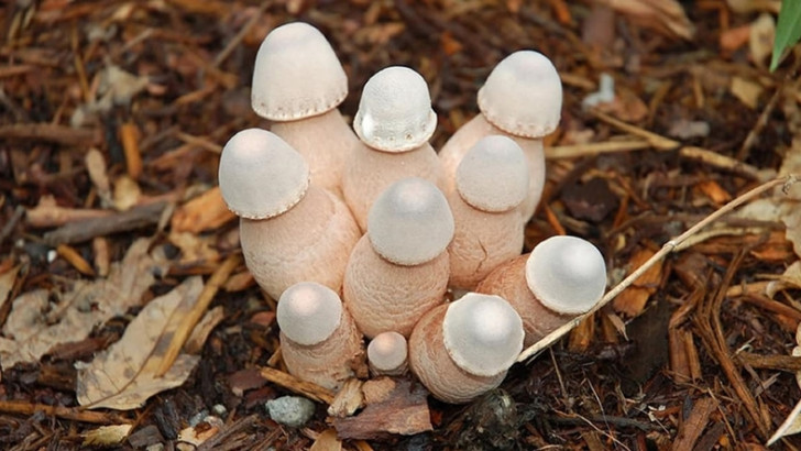 Bilime Göre Sağlıklı Cinsel Yaşam ve Üreme İçin 'İdeal Penis Boyu' Ne Kadar Olmalı?