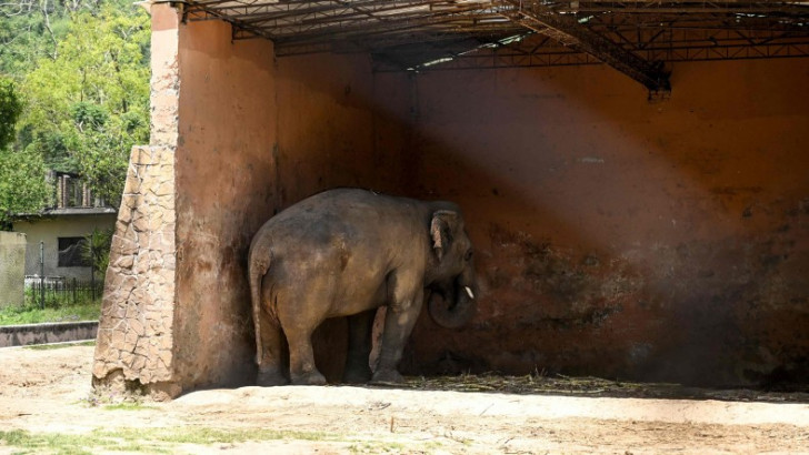 Dans Etmiyor, Acı Çekiyorlar: Hapsedilen Hayvanların Dans Ettiği Algısını Yaratan Zoochosis Nedir?