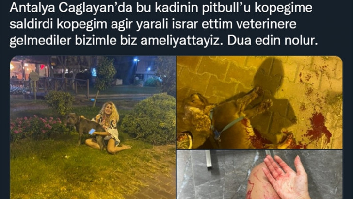Yine Acımasız Bir Saldırıyla Gündem Olan Pitbull'ların Bu Kadar Saldırgan Olmalarının Altta Yatan Sebepleri Neler?