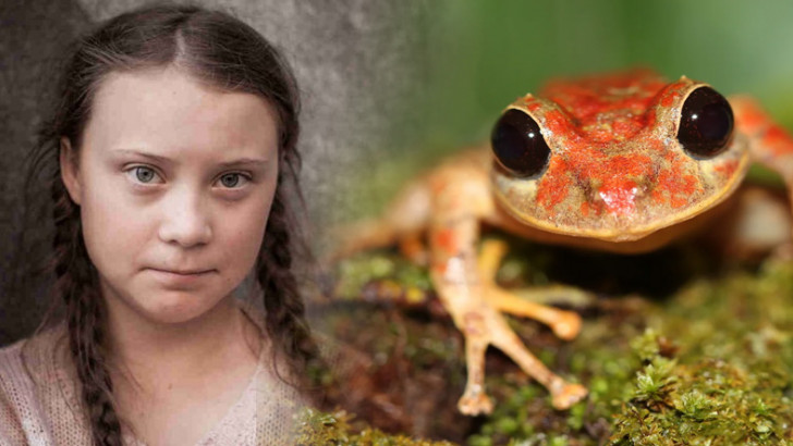 Yeni Keşfedilen Bir Kurbağa Türüne Greta Thunberg’ün Adı Verildi