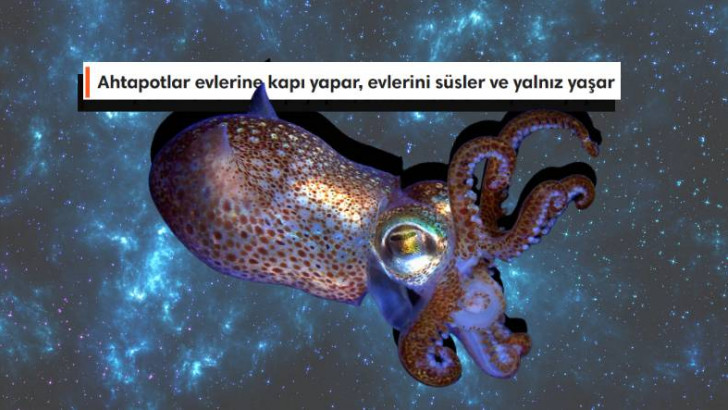 Ahtapotların Bu Dünyaya Ait Olmadıklarını Kanıtlar Nitelikteki 8 Sıra Dışı Özellikleri