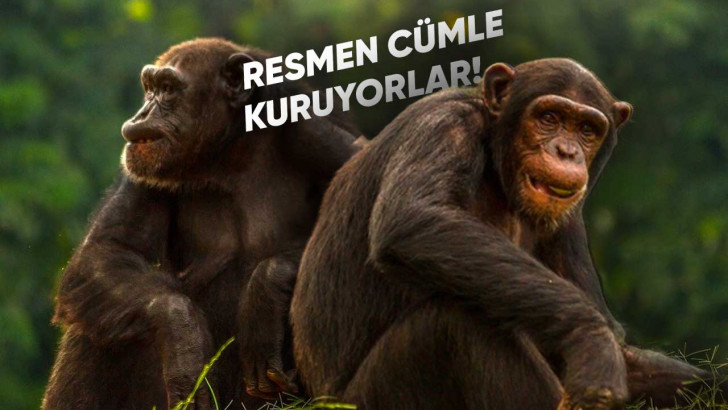 Şempanzelerin Konuşurken Kullandıkları 'Gizli Dil' Keşfedildi: İşte Araştırma Sonuçları