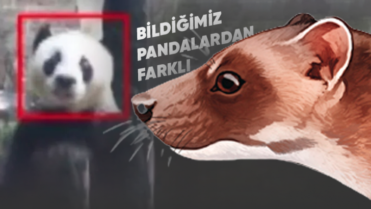 Pandalar Sadece Çin'de Yaşamamış... Bildiğimizden Çok Farklı Görünen Bir 'Avrupalı Panda' Türü Keşfedildi!