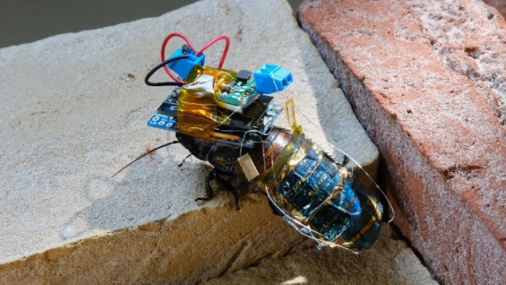 Bilim İnsanları Yarı Robot Yarı Hamam Böceği Üretti: Uzaktan Kumandayla Kontrol Edilebiliyor
