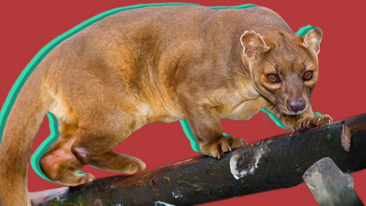 Ne Kedi Ne de Gelincik... Farelerle Akraba Olduğu Bile Söylenen İlginç Bir 'Kedimsi' Türü: Fossa