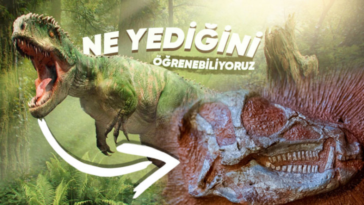 Nasıl Öldüler, Ne Yediler?: Milyonlarca Yıl Önce Yaşamış Bir Canlıyı A'dan Z'ye Tanımamızı Sağlayan Fosiller Hakkında 9 İlginç Bilgi