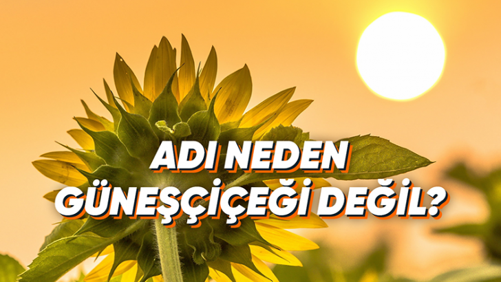 Güneş'e Baktığı İçin Diğer Dillerde "Sunflower" Gibi İsimler Verilen Ayçiçeği, Türkçede Neden Ay ile İlişkilendirilmiştir?
