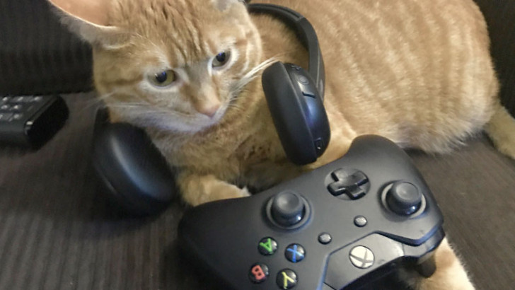 Çıktığı Dönem Bir Anda Viral Olan Kedi Simülatörü Stray Xbox'a Gelebilir