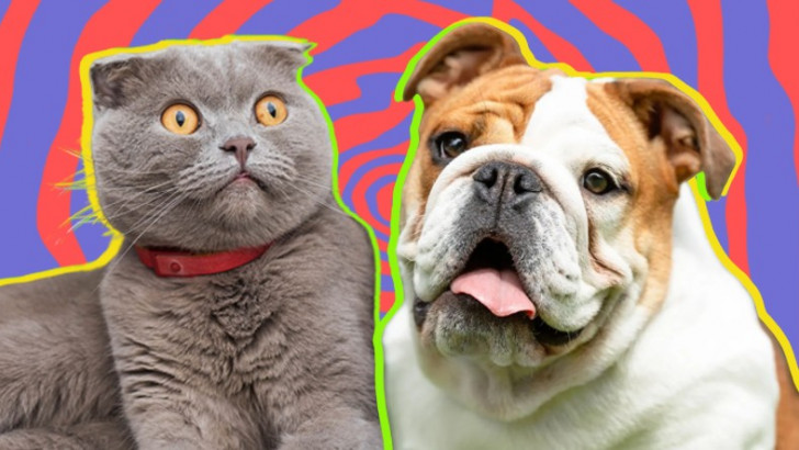 Siz Fark Etmeseniz de Hayatları Boyunca Acı Çeken Kedi ve Köpek Cinsleri (Cins Alma, Sokaktan Sahiplen!)