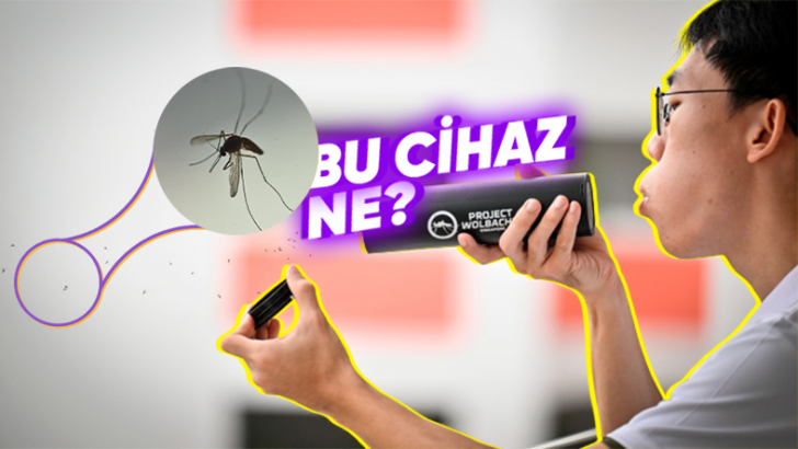 Singapur'un Her Hafta 5 Milyon Sivrisineği Doğaya Salmasının Ardındaki Sebep Ne?