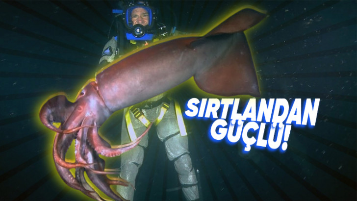 Okyanuslarda, Köpek Balıklarından Bile Daha Tehlikeli Olan Hayvan, Bir Kalamar Türü! (Özellikleri, İçinizi Ürpertebilir...)