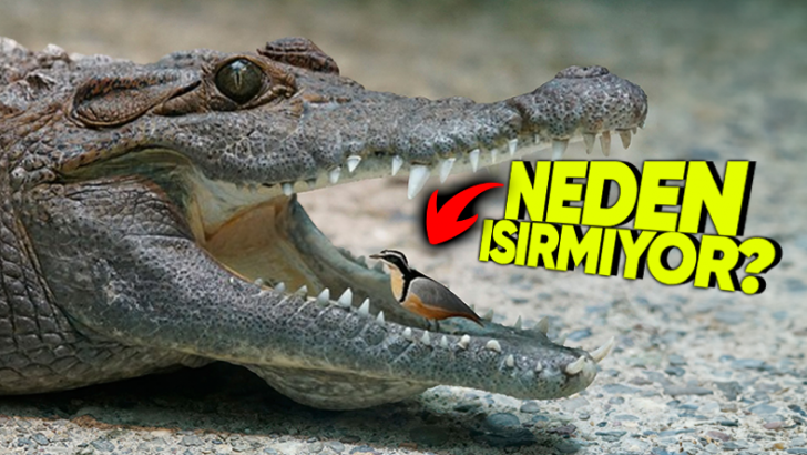 Timsahların Ağzı Neden Sürekli Açık Durur? Aslında Sebebi Düşündüğünüzden Daha Basit!