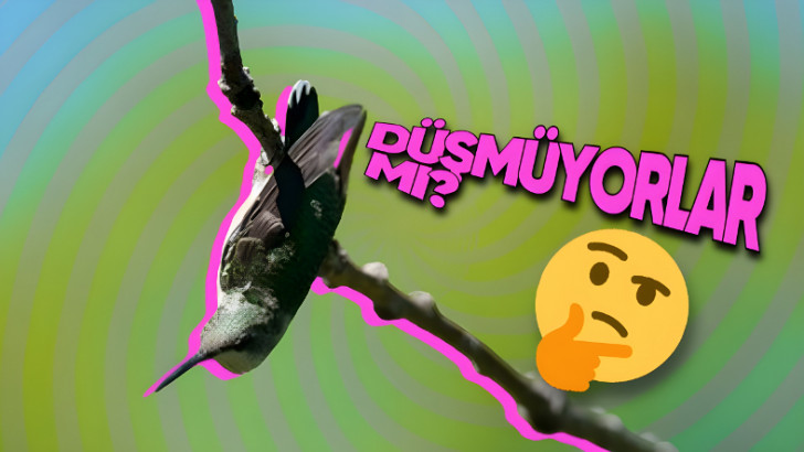Kuşlar, Nasıl Oluyor da İncecik Dallarda Dengelerini Kaybetmeden Uyuyabiliyor? Hiç Fark Etmediğiniz Bir Özelliğe Sahipler!