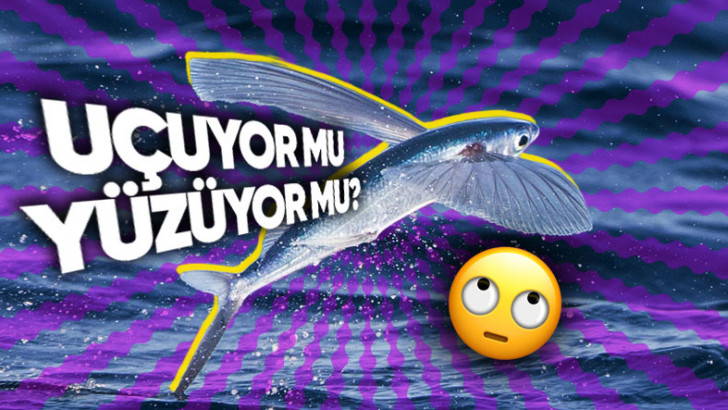 "Uçan Balık" Olarak Bilinen Bu Balık Türü, Nasıl Oluyor da Suyun Dışında Nefes Alabiliyor?