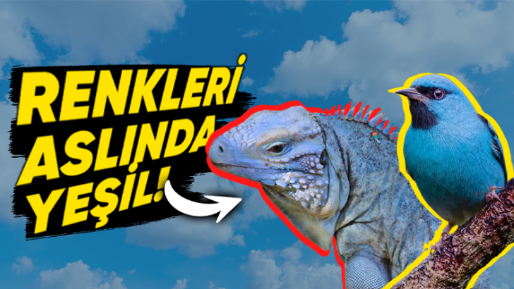 Eski Dillerin Çoğunda "Mavi" Renk İçin Bir Kelime Olmamasının Ardındaki Şaşırtıcı Neden