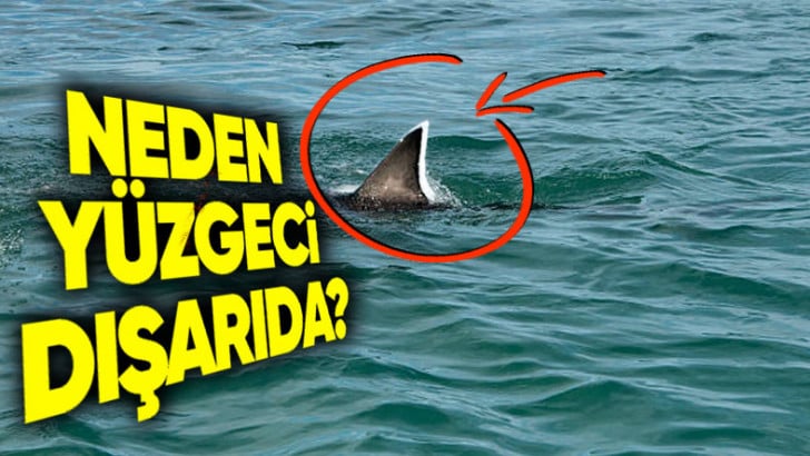 Köpek Balıklarını Neden Hep Yüzgeçleri Denizin Üstünde Yüzerken Görürüz?