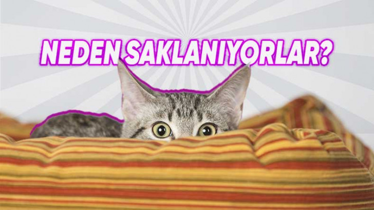 Kediler Neden Evin İçinde Bir Yerlere Saklanır? Size Bir Şey Anlatmak İstiyor!