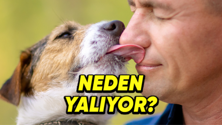 Köpekler Neden Özellikle Yüzümüzü Yalar? (Tek Sebebi Sevgi Gösterisi Değil!)