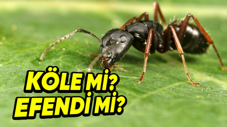 Karıncalar Hakkında Daha Önce Hiç Duymadığınız Konusunda Bahse Girebileceğimiz 4 İlginç Bilgi
