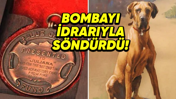 İkinci Dünya Savaşı'nda Bir Bombayı İdrarıyla Söndürerek Binlerce İnsanın Hayatını Kurtaran Kahraman Köpek: Juliana