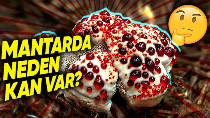 "Kanayan Diş Mantarı" Olarak da Bilinen Bu Mantarın Üzerinde Neden Kan Var? (Tahmin Etmesi Biraz Zor)