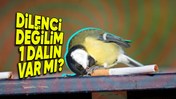 Kuşlar Neden Tiryaki Gibi Yuvalarına İzmarit Taşıyor? Hayır, Yuvalarını İnşa Etmek İçin Değil!