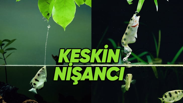 Suyun Sniper'ı Okçu Balığı, Avlanırken Fizik Kurallarına Meydan Okuyarak Nasıl Kusursuz Nişan Alabiliyor?