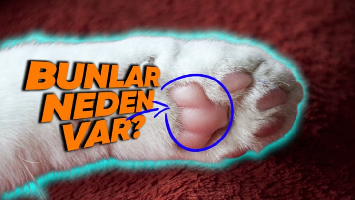 Hayvanların Patilerinde Neden Bu Yumuşak Yastıkçıklar Var? (Sessiz Yürüyüşlerin Sırrını Bulduk)