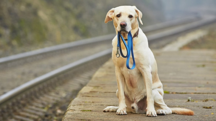 Çin'de Kaybolan Köpekleri 'Burun İzleri' Sayesinde Bulan Bir Yapay Zeka Geliştirildi