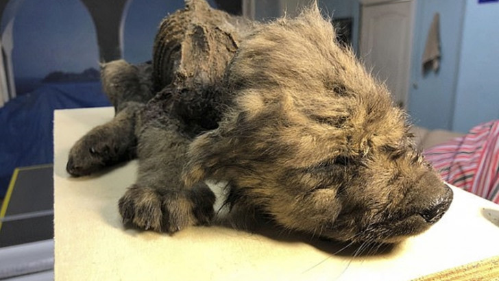 Dünyanın En Soğuk Şehrinde Canlıymış Gibi Görünen 18.000 Yıllık Köpek Cesedi Bulundu