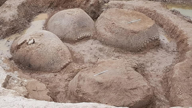 Araba Buyuklugunde Bir Armadillo Fosili Bulundu