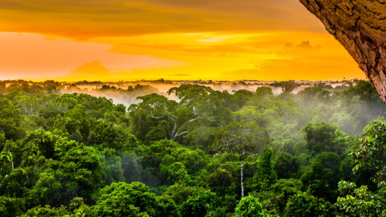 İyi Şeyler de Oluyor: Amazon Ormanlarında, Son 20 Yılın En Düşük Eylül Ayı Yangınları Kaydedildi