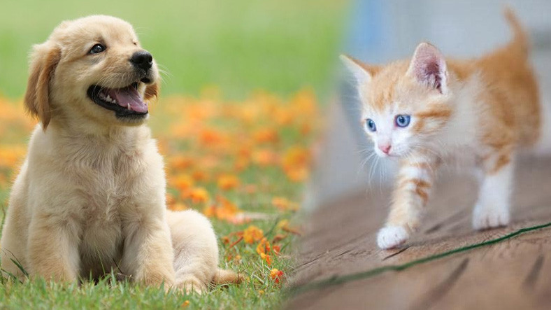Kediler mi Köpekler mi Daha Zeki: Uzmanlardan Vay Canına(!) Dedirten Açıklama