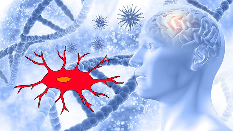 Bir Tür Beyin Hücresinin Daha Önce Fark Edilmeyen Bir İşlevi Bulundu: Alzheimer’a Umut Olabilir