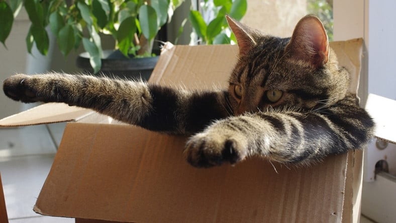 Kediler Neden Bir Kutu Gördüklerinde Hemen İçine Girmek İster?