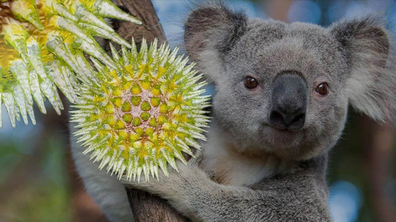 Avustralyada Yayılan Ölümcül Klamidya Virüsü Koalaların Yaşamını Tehdit Ediyor
