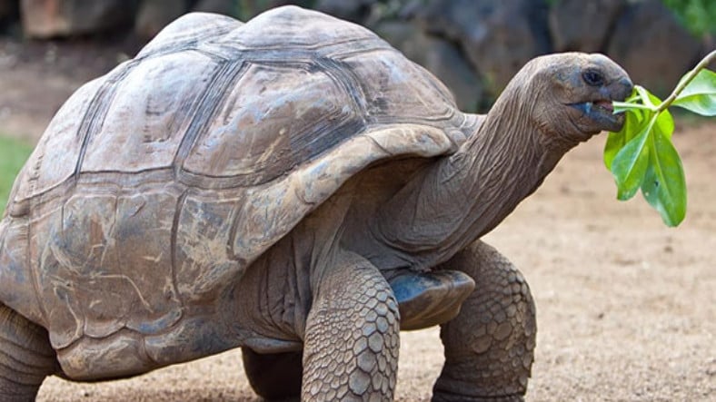 İnsanlığı Kurtarabilir: Kaplumbağaların Uzun Yaşamlarının Sırrı Ortaya Çıktı