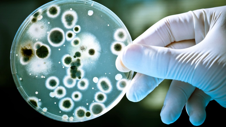 Rekabet Ettikleri Düşünülüyordu: Bakterilerin Gelişmek İçin Birbirilerine Yardım Ettiği Kanıtlandı