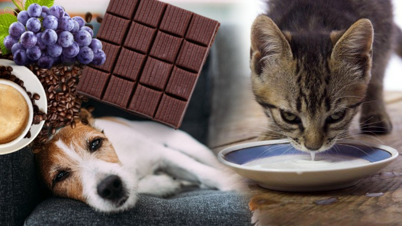 Dostunuzu Yavaş Yavaş Öldürmek İstemiyorsanız Kedi ve Köpeğinize Kesinlikle Vermemeniz Gereken 13 Yiyecek